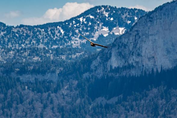 un vautour fauve vue de face avec une montagne en arrière plan