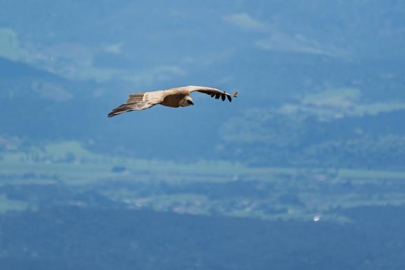 un vautour fauve vue de cote