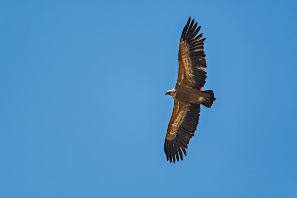 un vautour fauve vu du dessous