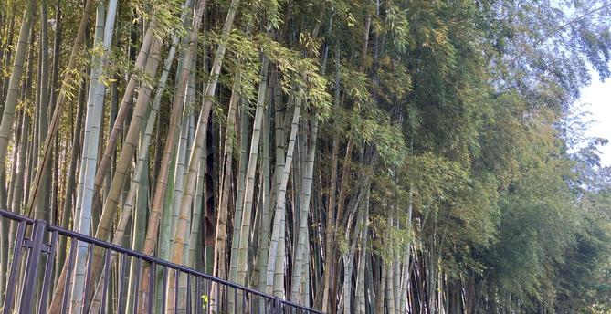 Bamboo grove along my running route.