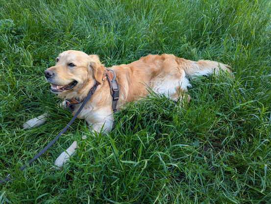 A golden retriever looking to the left is taking a break in abundant, tall green grass