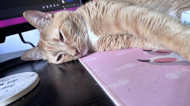 The image features a close-up of an orange tabby cat lying down. The cat's fur is a warm, light orange color with a white patch on its chest. Its eyes are a striking green, and it has prominent white whiskers. The cat's head is resting on a pink surface, possibly a desk or a mat, with a computer monitor visible in the background. The monitor has a black frame with a purple and blue stripe, and there are some red and green lights, possibly from the computer's peripherals. The cat's expression is calm and relaxed, with its eyes partially open, giving it a serene appearance.