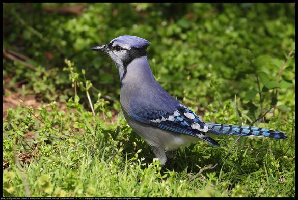 A Blue Jay (Cyanocitta cristata) was standing in spring vegetation with crest lowered and tail raised in Norman, Oklahoma, United States on April 10, 2025.