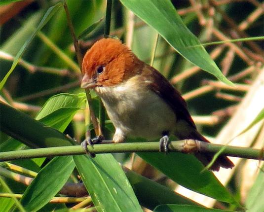 White-breasted Parrotbill (Paradoxornis ruficeps)
LC Least Concern