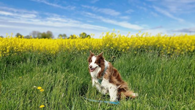 Hund am rapsfeld