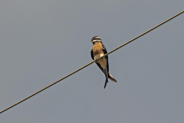Whiskered Treeswift (Hemiprocne comata)
LC Least Concern