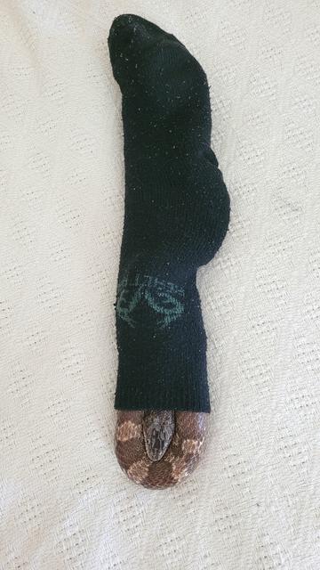 A Grey ratsnake (Pantherophis spiloides) curled up in a black sock. A coil and her head are visible, she is comfy.
