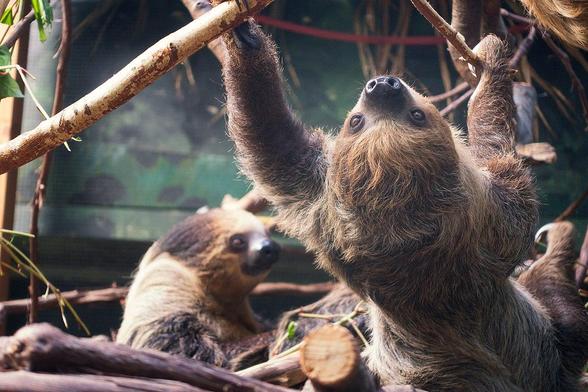 Two toe-toed sloths climping in front of eachother