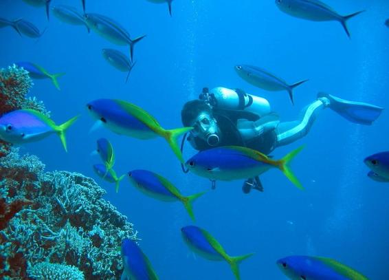 image/jpeg a scuba diver swims above rocky coral amongst a school of bright blue fishes outlined with bands of vibrant yellow including on their distinctive forked tail.
Photo: Richard Ling, CC BY-SA 2.5.