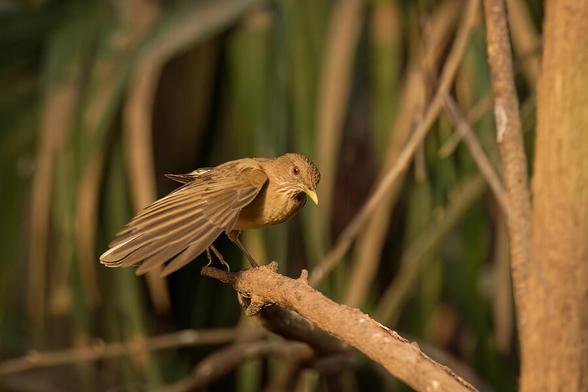 A brown bird perches on a branch, its wings partially open against a backdrop of blurred greenery. Sunlight highlights the bird's delicate feathers, creating a serene and natural scene. Photography by Debra Martz