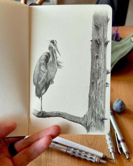 Graphite sketch of a great blue heron standing on one leg on a tree branch, drawn in a sketchbook using fine and soft pencils with careful shading.