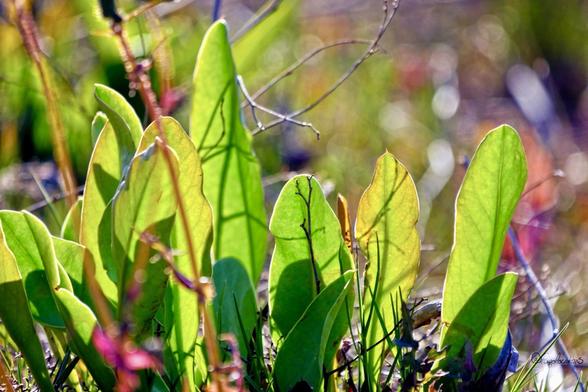 Gros plan sur des feuilles sortant de terre et pointant vers le ciel. Elles sont d’un beau vert lumineux et certaines d’entre elles sont traversées par les rayons du soleil. Hors focus, on voit également quelques tiges et feuilles rouges-rose de laiteron maritime.