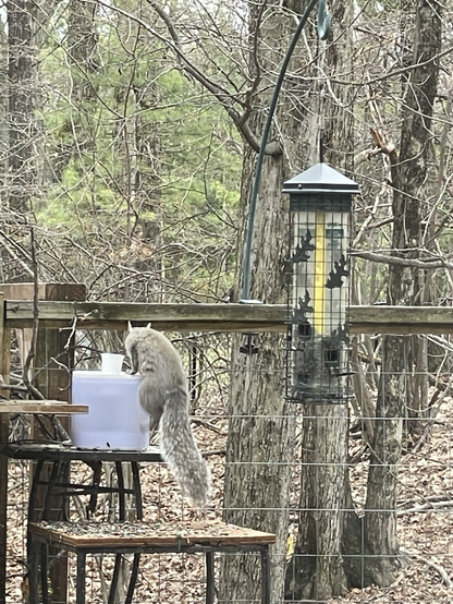 Squirrel gets a drink from the fountain.