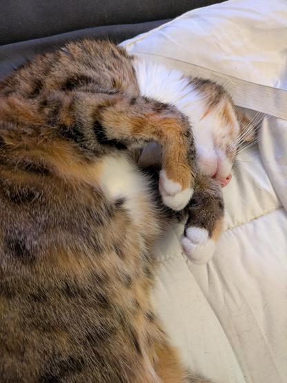 Munch cat asleep like a champ. She's on her side paws curled half in front of her. You can see her white chest and chin fur as well as her pink nose. 
Her body fur is light brown, ginger and black