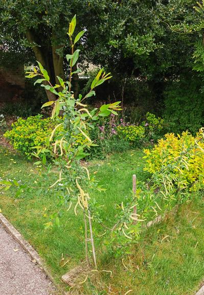 A row of willows with one grown much more vigorously than the others. The catkins are narrow and white