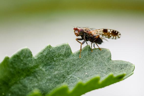Das Bild zeigt eine Fliege mit auffällig gemusterten Flügeln (braun-weiß gepunktet), die auf einem grünen Blatt sitzt. Der Fokus liegt auf der Fliege, das Blatt ist leicht unscharf im Hintergrund.  Die Szenerie ist einfach und naturnah.