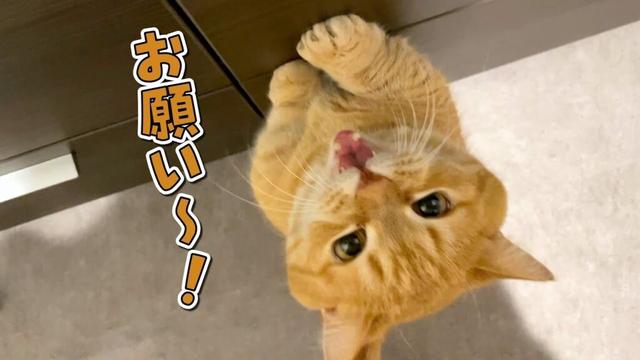甘えん坊の愛猫が新居で最初に覚えたことが可愛すぎました…！