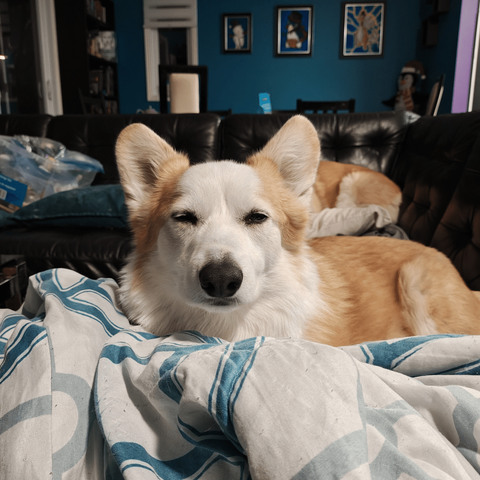 Guimauve trying to keep his eyes open