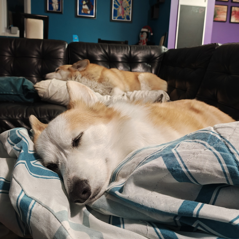 Guimauve and Floof sleeping on the couch