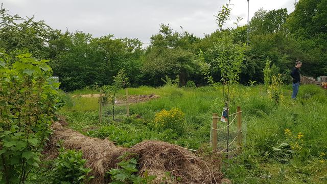 Grüner Garten mit zwei frisch gepflanzten Obstbäumen, die mit Seilen an zwei Stützpfählen abgestützt sind.
