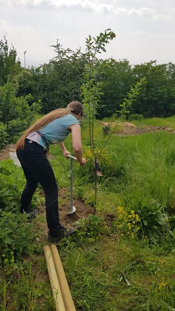 Jemand bohrt mit dem Erdbohrer ein Loch neben den Baum, in das anschließend der Stützpfahl eingeschlagen wird.