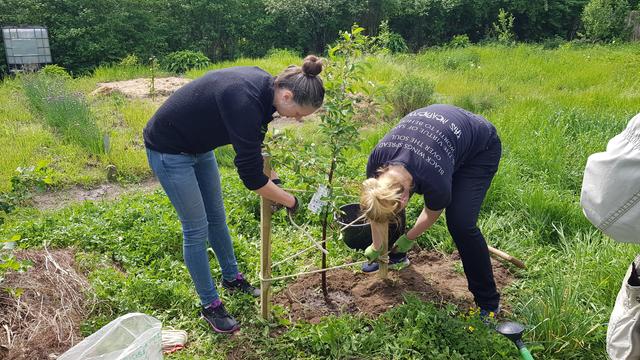 Zwei Leute befestigen den Baum mit Sisalseil an zwei Stützpfählen.