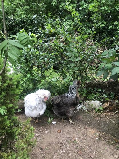 Weiß-grau getupfte Henne Blechi und silberhalsig-wildfarbige Henne Bob stehen am grünen Zaun. Von der anderen Zaunseite wachsen Zweige einer Stachelbeere ins Hauptgehege. Im Hintergrund weitere grüne Pflanzen. Blechi putzt sich, Bob peilt die nächste unreife Stachelbeere an.