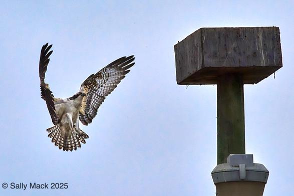 An osprey in flight with wings spread upward in a loose V shape, tail feathers spread, as s/he approaches a wooden nest box. The osprey is below the level of the box and is flying up to it. Brown and black markings can be clearly seen on one upraised wing and in the tail feathers.