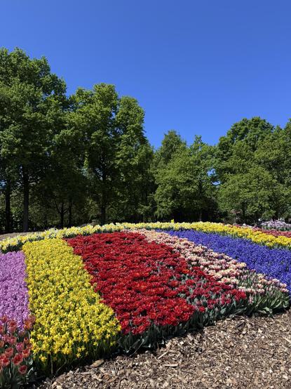 A sea of tulips in pink, yellow, red and blue against a backdrop of green trees and bright blue sky.