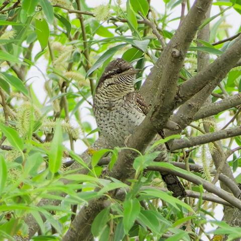 A wryneck on a willow tree
Looking to the right