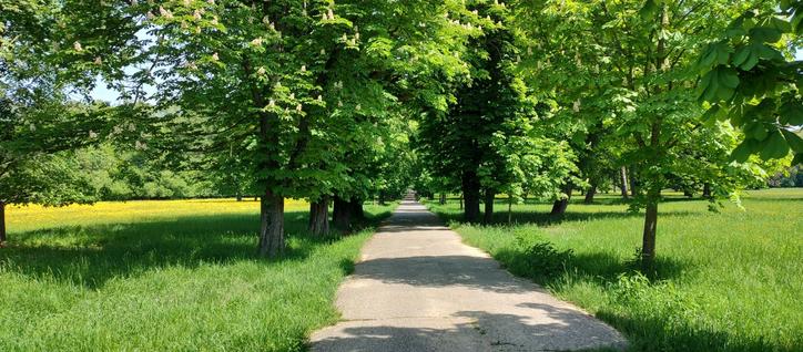 Photo of a wide trail surrounded by a line of tall trees, going straight through a green sunlit meadow.