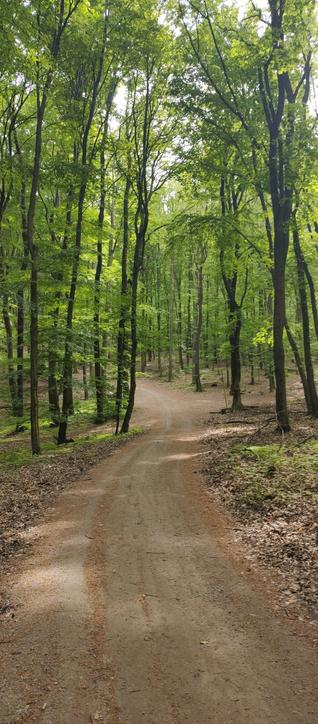 A wide dirt forest trail, winding through a green forest, slightly uphill.