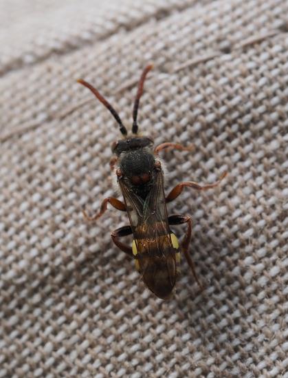 A close-up of a small bee with a yellow and black striped abdomen, and brown legs and antennas. The bee is sitting on the beige woven fabric of a sun-hat.