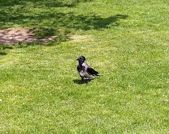 a hooded crow waiting for my last cracker.
