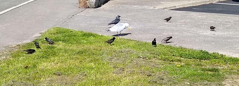 starlings and seagull at dropped food.