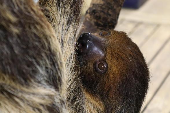 Toe   -toed sloth hangging on a branch