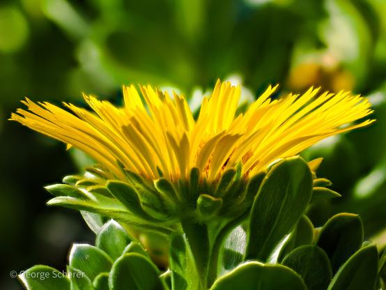 Side view of a Canary Island Daisy.  The petals are bright yellow, and seem to glow from within.  The flower is supported on a thick green stalk covered in fine hairs.