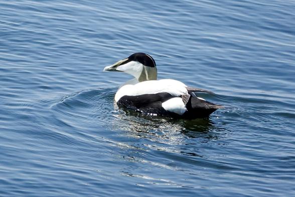 Male common Eider