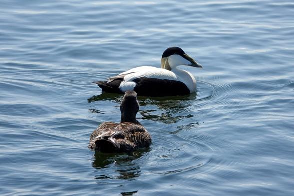 Male and ? Common Eider in the water