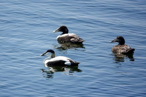 Three Common Eider (of which one is adult male) in the water