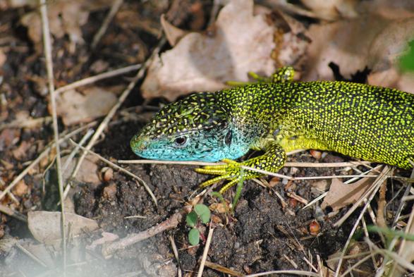 Picture of the head and upper body of a bright yellow -green on black lizard. The jaw and neck are a bright pale blue. One open eye is pointing towards the camera. The toes are nearly all bright yellow with thin black bars.