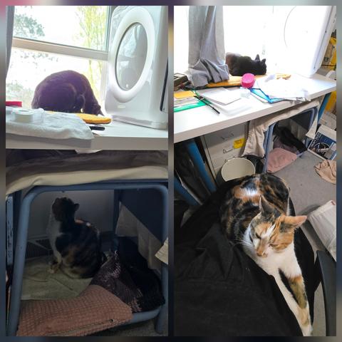 Collage of two photos, each showing a black cat named Ninja sitting on top of a white tabletop next to a window and a calico cat named Mutsey sitting in the bottom half of the photo.  In the left photo, Ninja is looking down at Mutsey who is under the table looking up.  In the right photo, Ninja appears to be sleeping by the window but her ears are cocked in the direction of Mutsey, who is resting in my lap in the lower half of the photo. Mutsey's eyes are half shut but her ears are pointed backwards towards Ninja.
