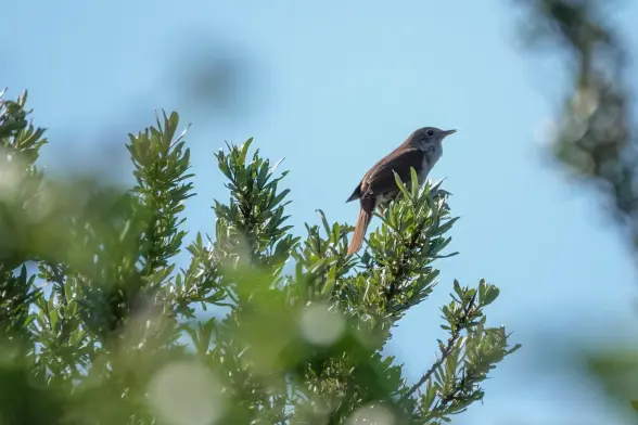 Common nightingale dining on top of a bush