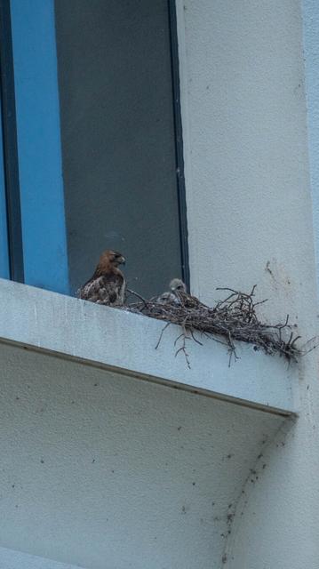 Red tailed hawk stands by its nest on a building ledge, two of its babies peer out
