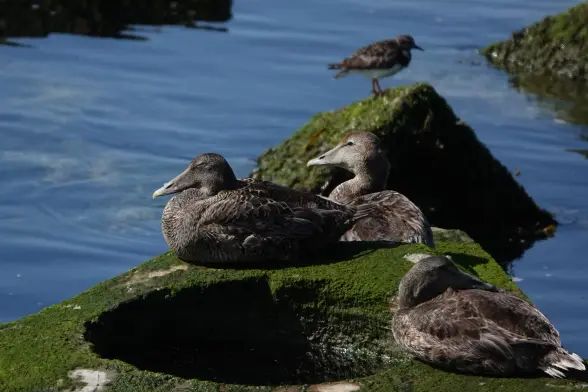 Three female common eider resting on overgrown concrete block in the sea. In the background other overgrown blocks and water. On one block a out of focus ruddy turnstone.