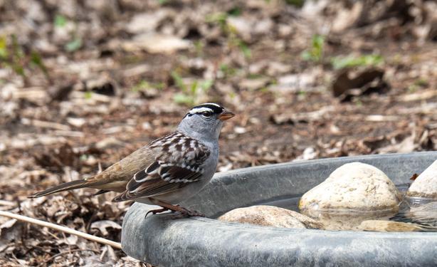 A small bird, with brown patterns on the wings, a grey chest and neck, and bright white and black stripes on the head. The bird is at a bird feeder, looking forward