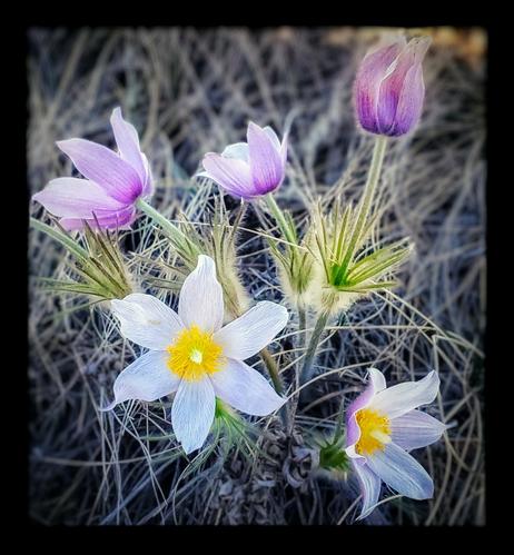 The image features a close-up view of a cluster of flowers in a natural setting. The wild flowers are predominantly white with a yellow center, and some have a light purple hue.
The petals are delicate and slightly translucent, with a subtle gradient from white to a soft purple at the tips.
The flowers are surrounded by dry, wiry grass, which provides a contrasting backdrop. The stems are green and slightly fuzzy, with some spiky leaves visible.
In the background, there are additional buds, one of which is closed and appears to be in a deeper purple shade.
The overall composition highlights the beauty and detail of the flowers against the muted tones of the surrounding grass.