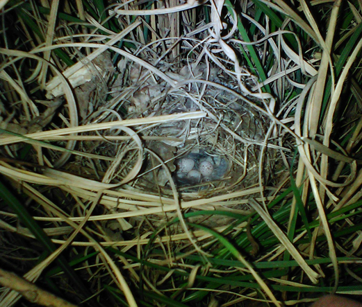Kugeliges Nest aus Grashalmen zwischen Grashalmen von Chinaschilf mit Eiern darin
