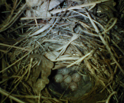Kugeliges Nest aus Grashalmen mit kleiner Öffnung und 6 Eiern darin