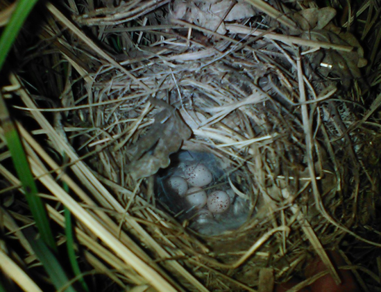 Kugeliges Nest aus Grashalmen zwischen Grashalmen von Chinaschilf mit Eiern darin